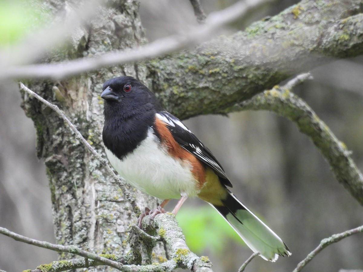 Spotted x Eastern Towhee (hybrid) - ML619111342