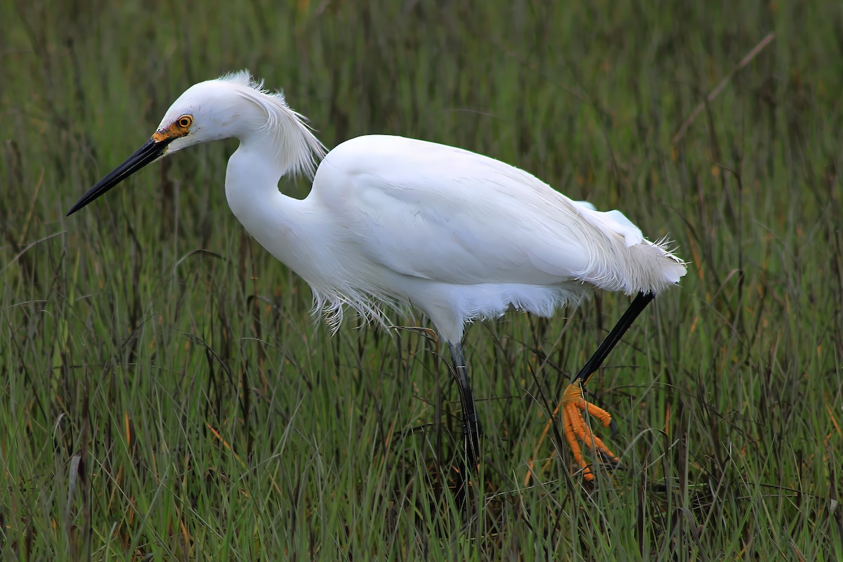 Snowy Egret - Michael Mays