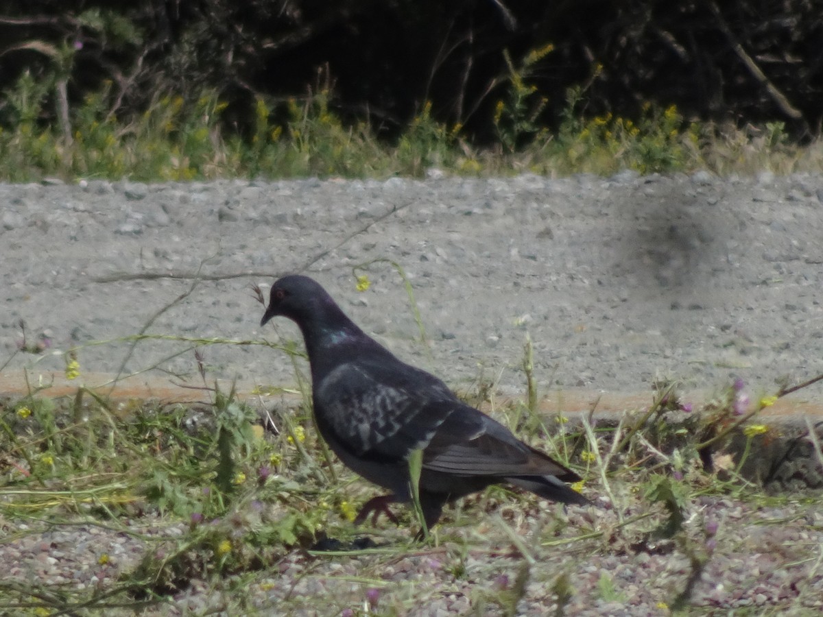Pigeon biset (forme domestique) - ML619111350