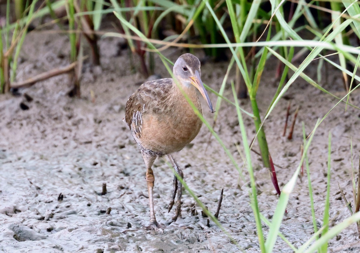 Clapper Rail - John Drummond