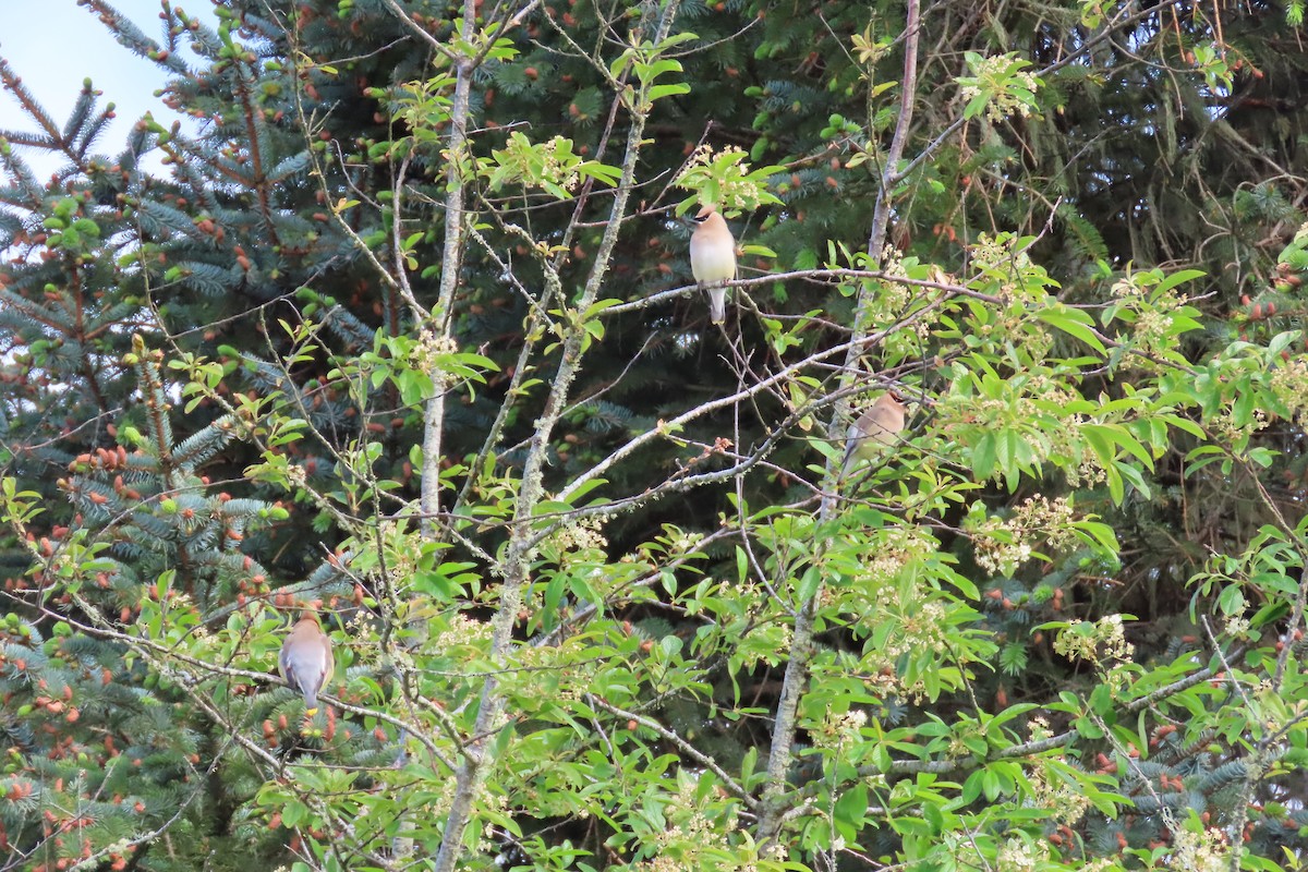 Cedar Waxwing - Anonymous