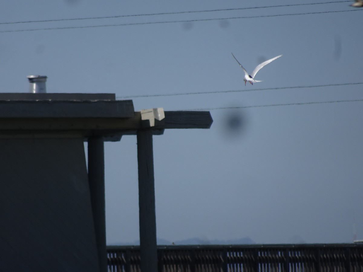 Forster's Tern - Anonymous