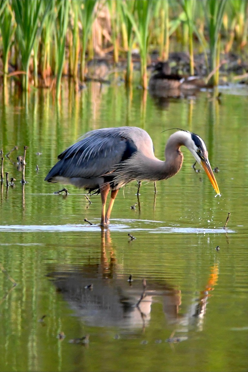 Great Blue Heron - Joe Gadbois