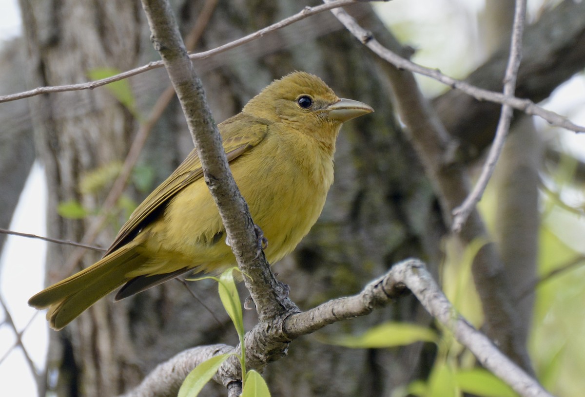 Summer Tanager - Jax Nasimok