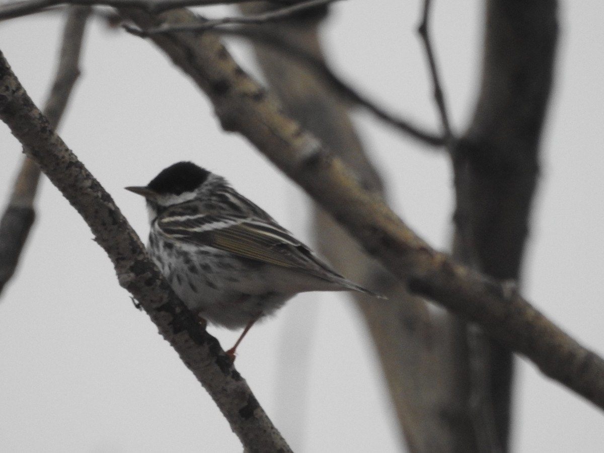 Blackpoll Warbler - Vivek Dabral