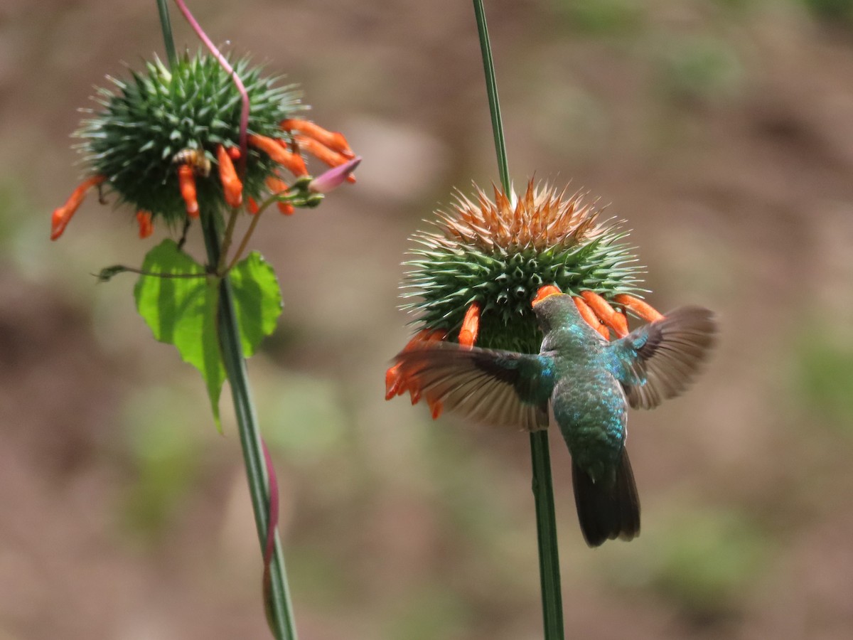 Green-and-white Hummingbird - ML619111387