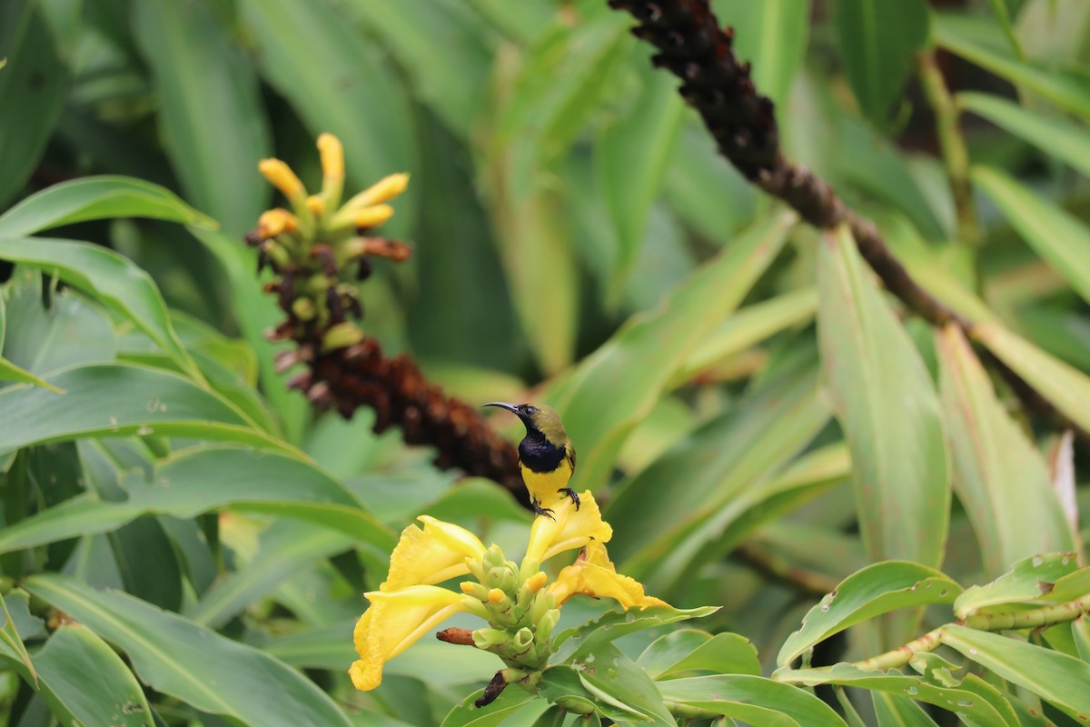 Ornate Sunbird - Anonymous