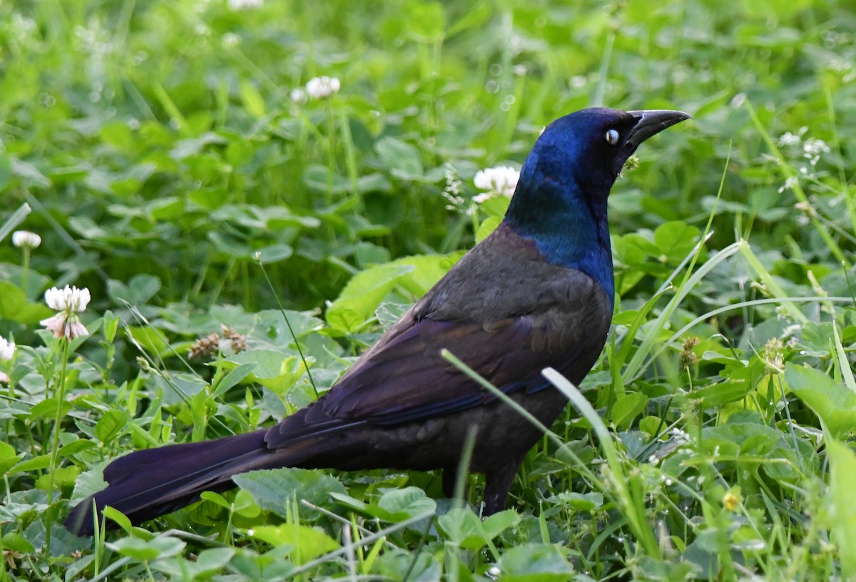 Common Grackle - Elaine Thomas