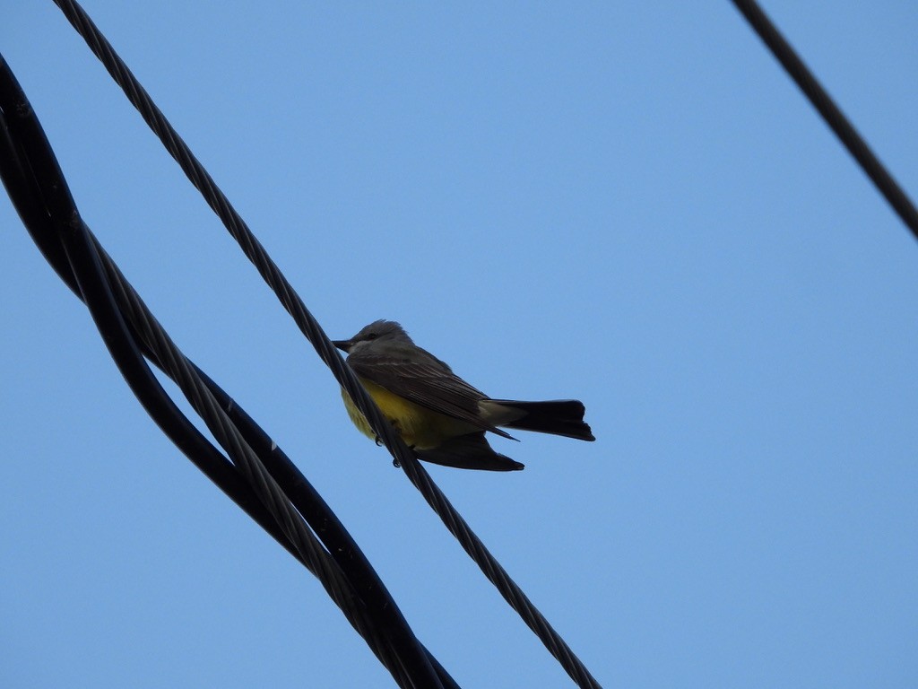 Western Kingbird - Monica Rose