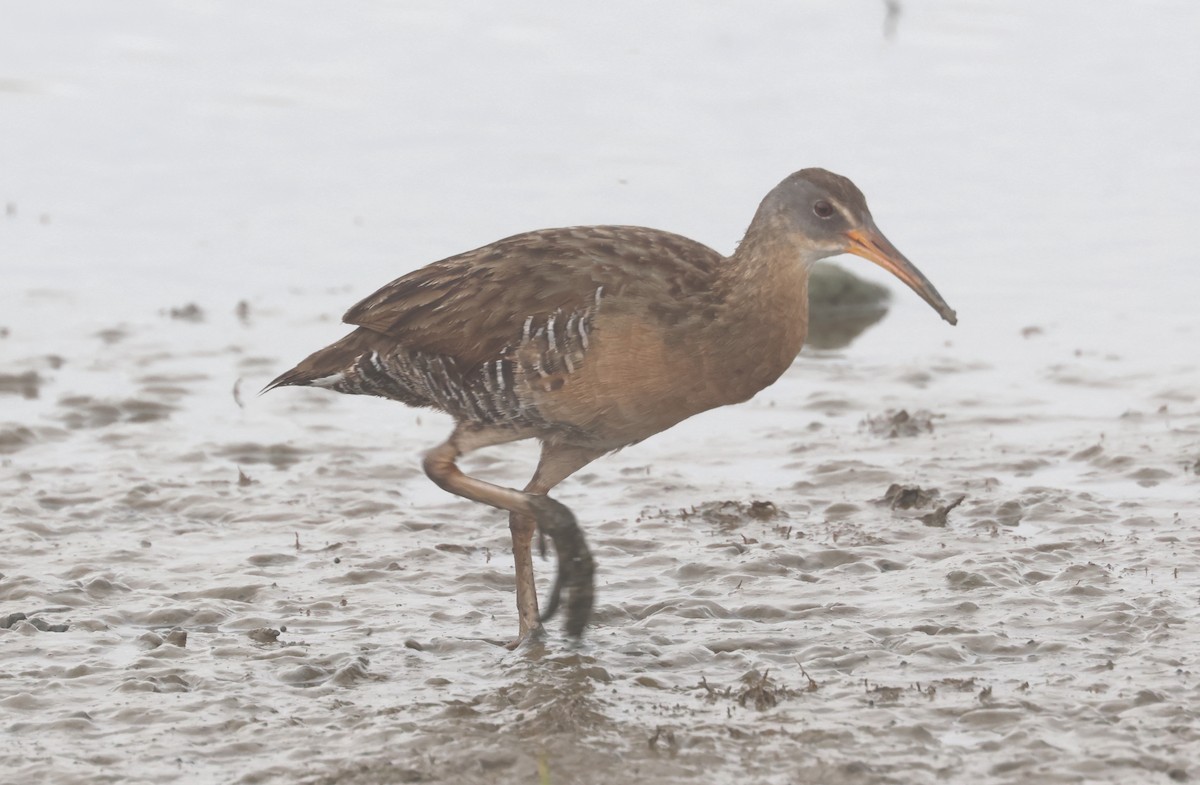 Clapper Rail - John Drummond