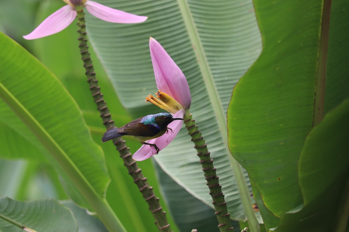 Brown-throated Sunbird - Anonymous