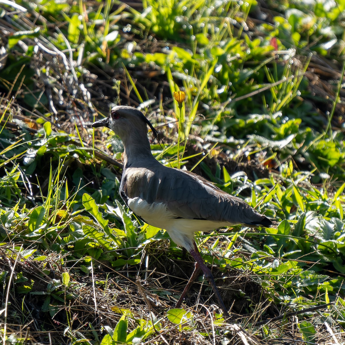 Southern Lapwing - Jairo Cadavid