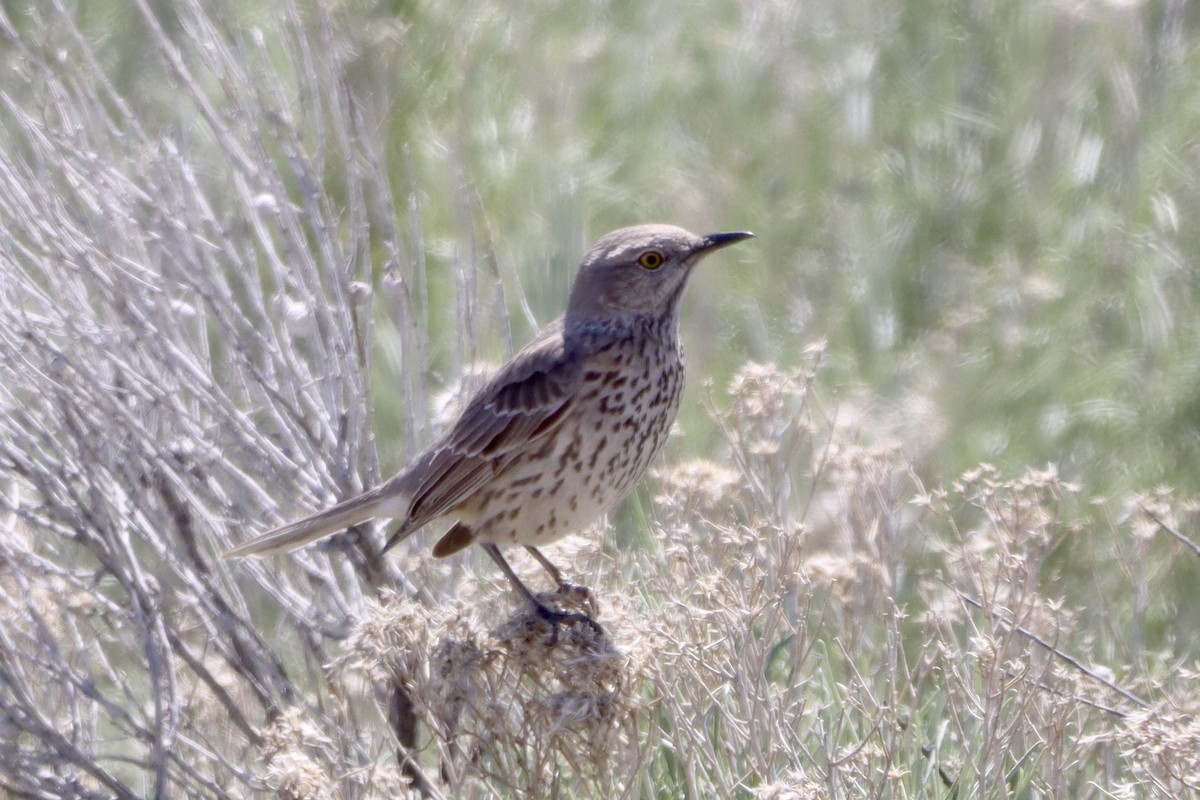 Sage Thrasher - Tom Thaller