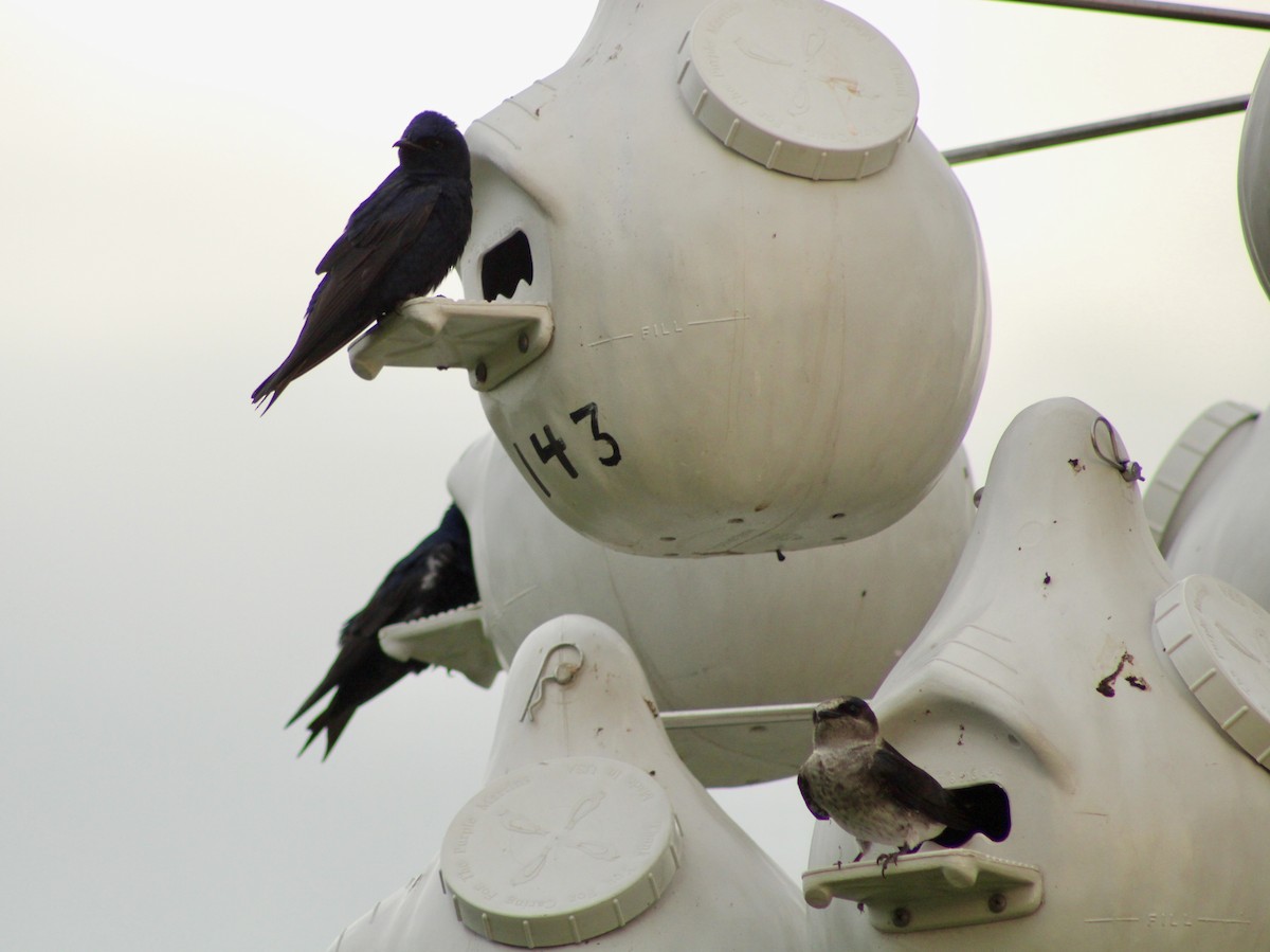 Purple Martin - India Digiacomo