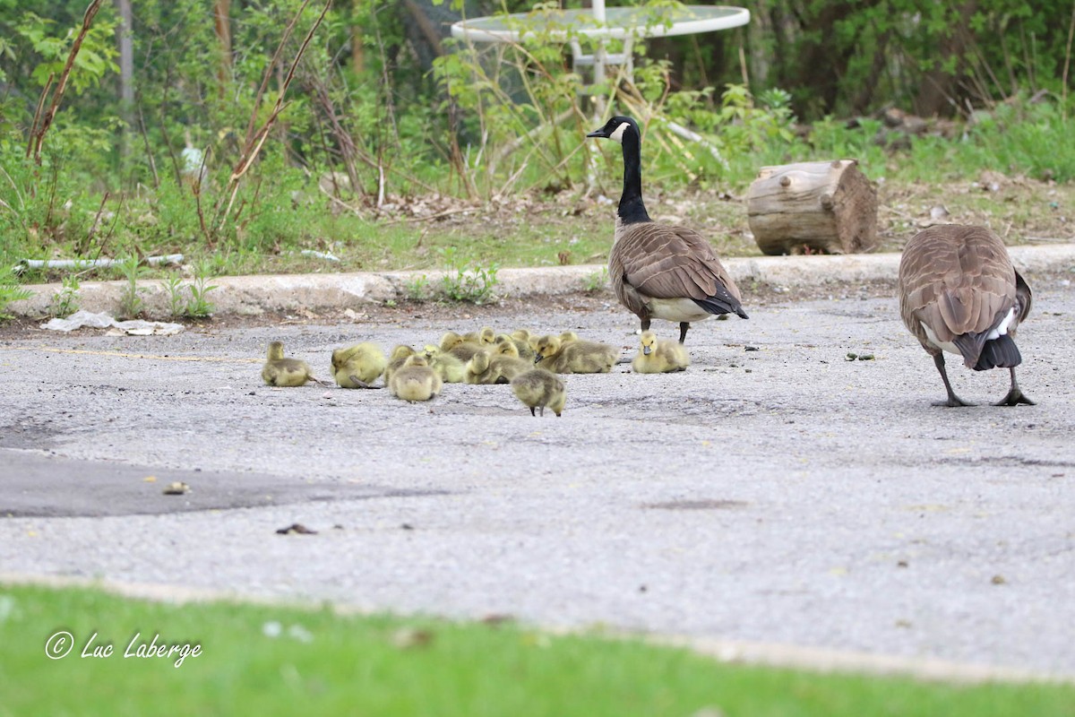 Canada Goose - Luc Laberge