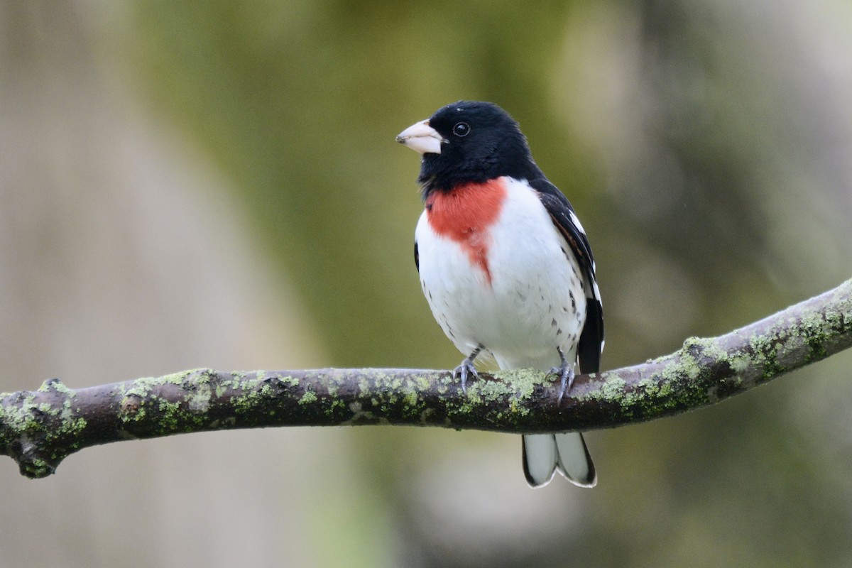 Rose-breasted Grosbeak - Jax Nasimok