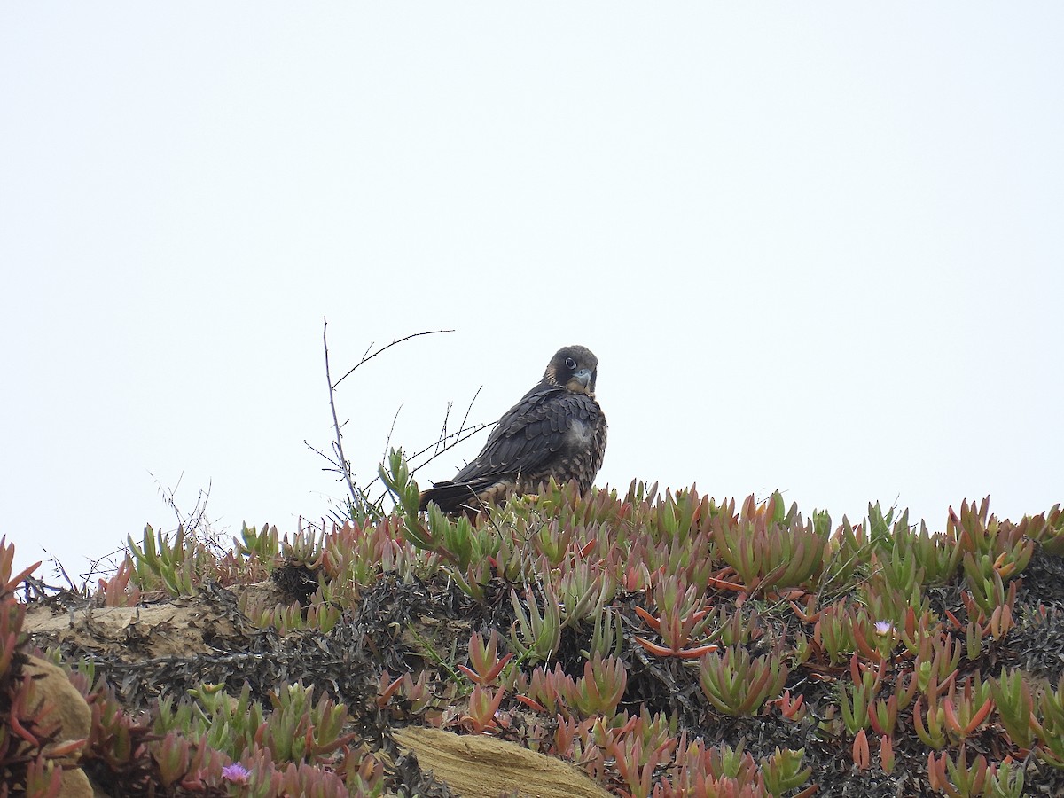 Halcón Peregrino - ML619111452