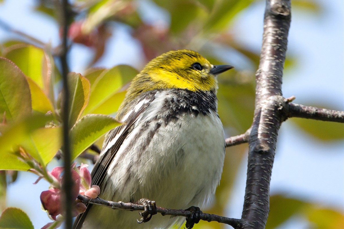 Black-throated Green Warbler - Peter Swaine