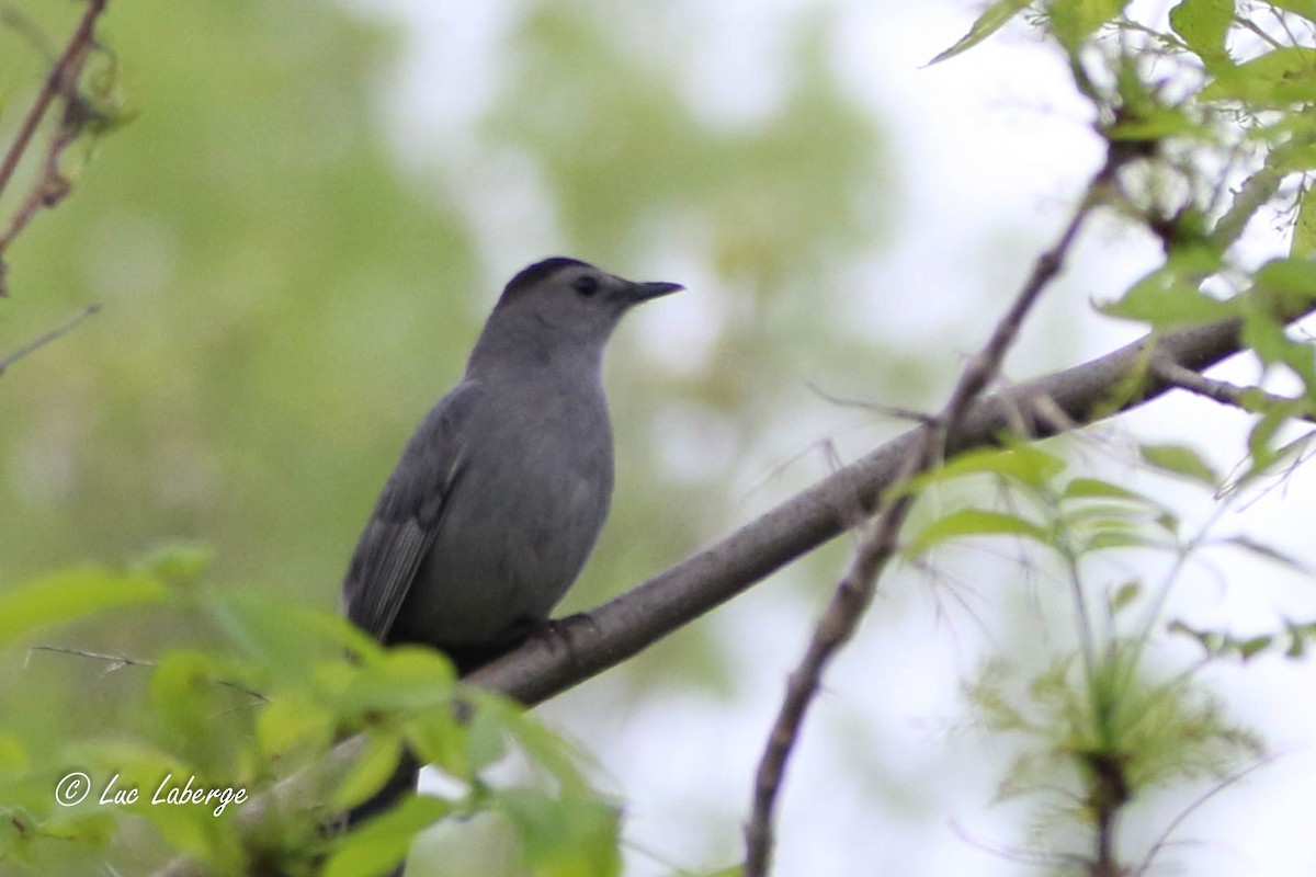 Gray Catbird - Luc Laberge