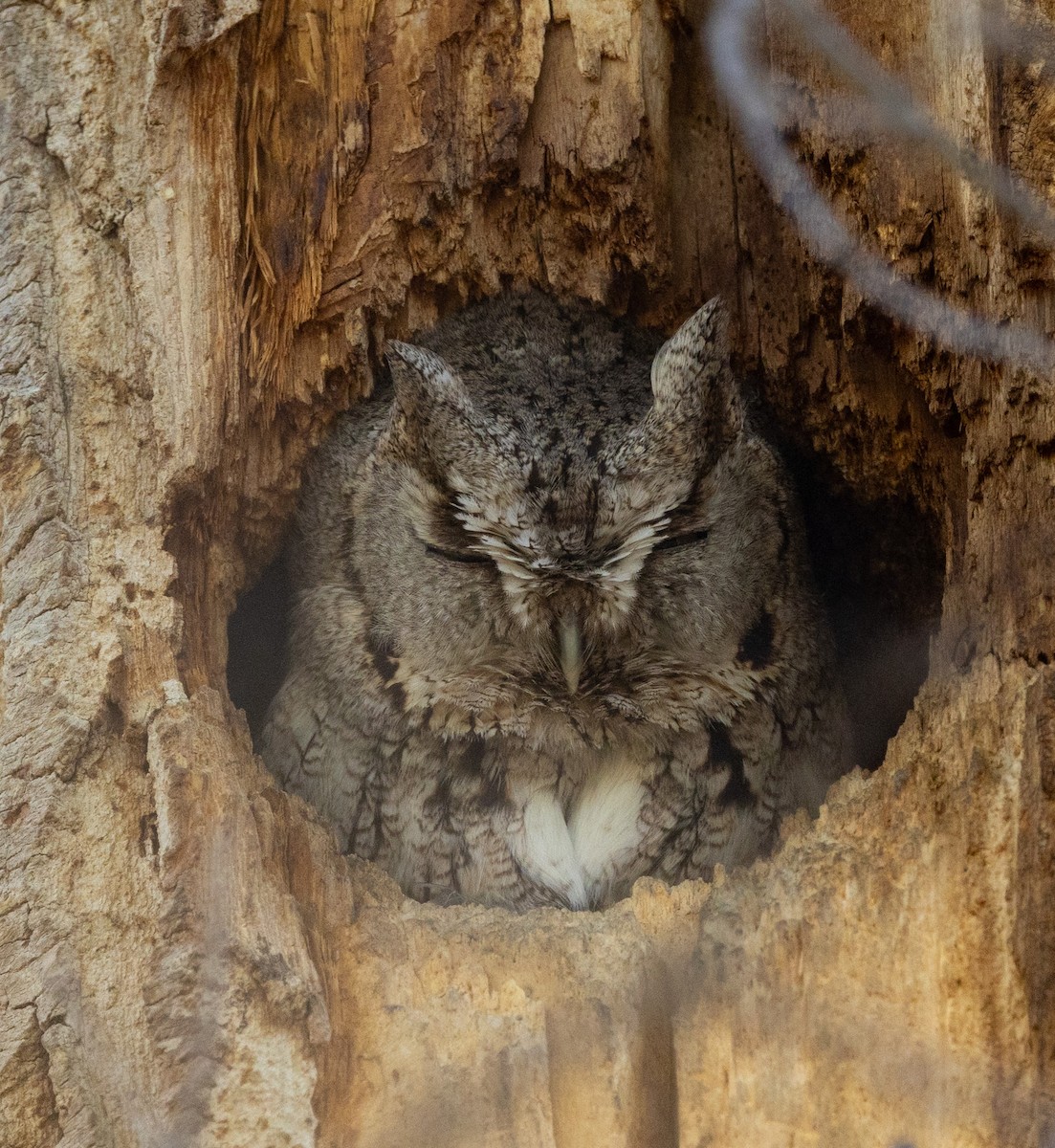 Eastern Screech-Owl - Ric Olson