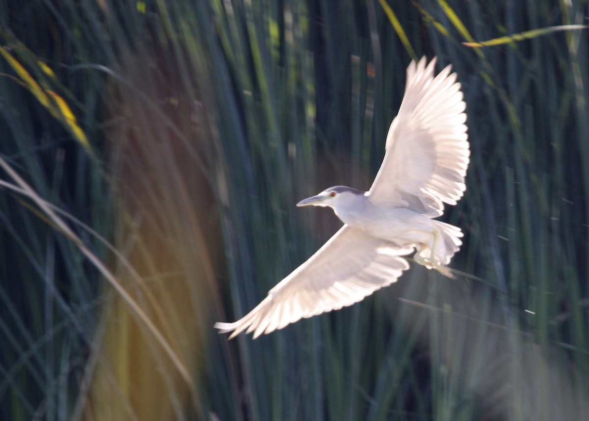 Black-crowned Night Heron - William Clark