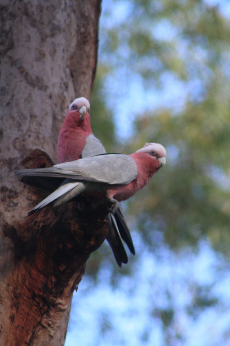 Galah - Michael  Willis