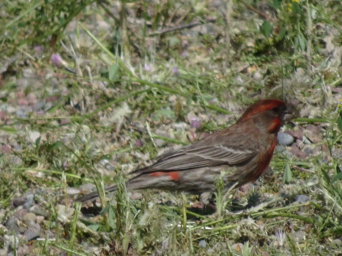 House Finch - Anonymous