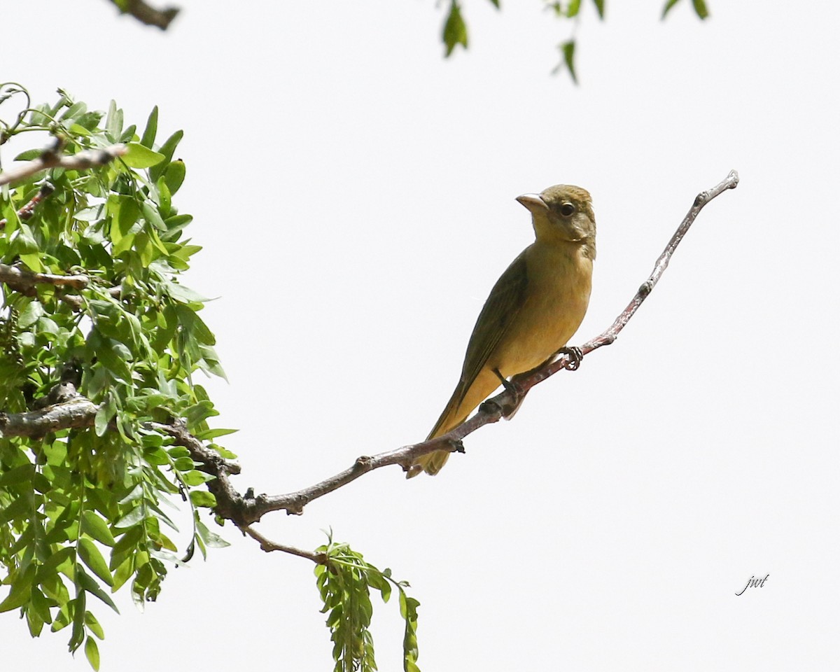 Summer Tanager - Janeal W. Thompson