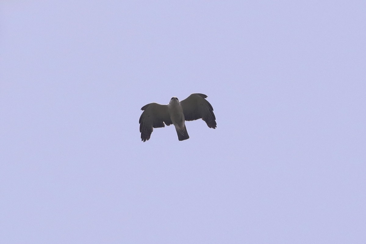 Rufous-bellied Eagle - Vignesh Menon