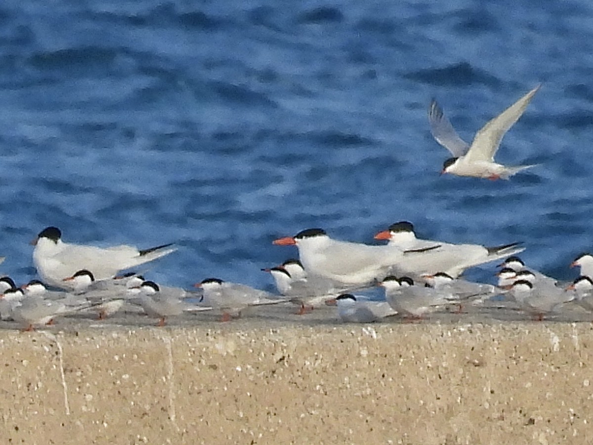 Caspian Tern - ML619111515