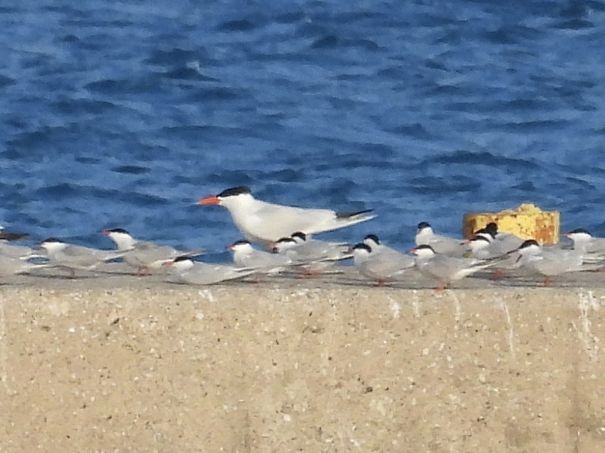 Caspian Tern - Isaac Petrowitz