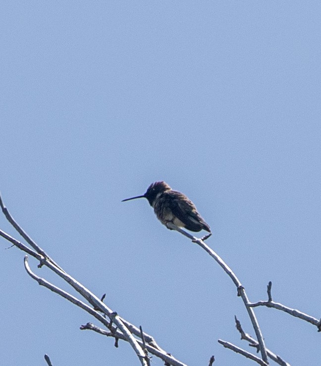 Black-chinned Hummingbird - Ric Olson