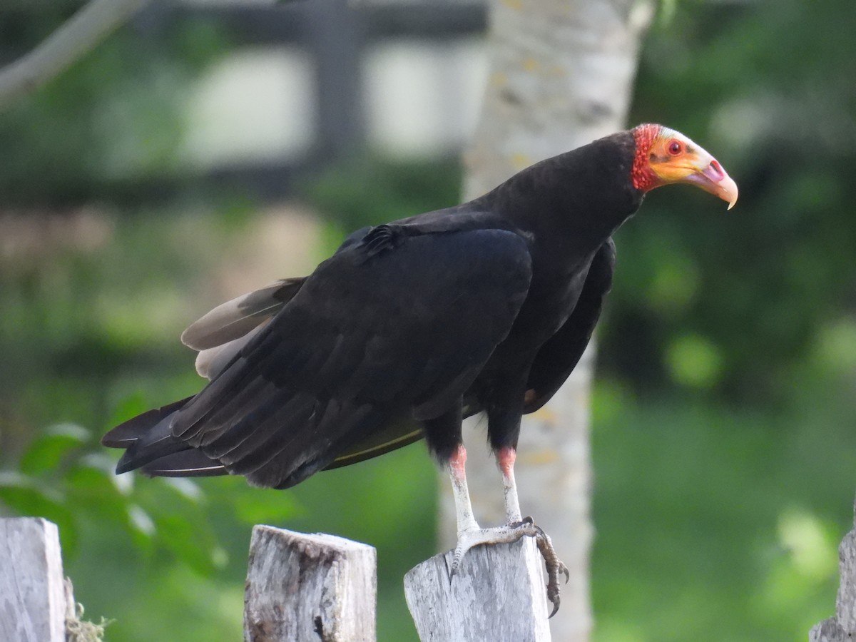 Turkey Vulture - Eduardo Rafael  Lázaro Arroyo