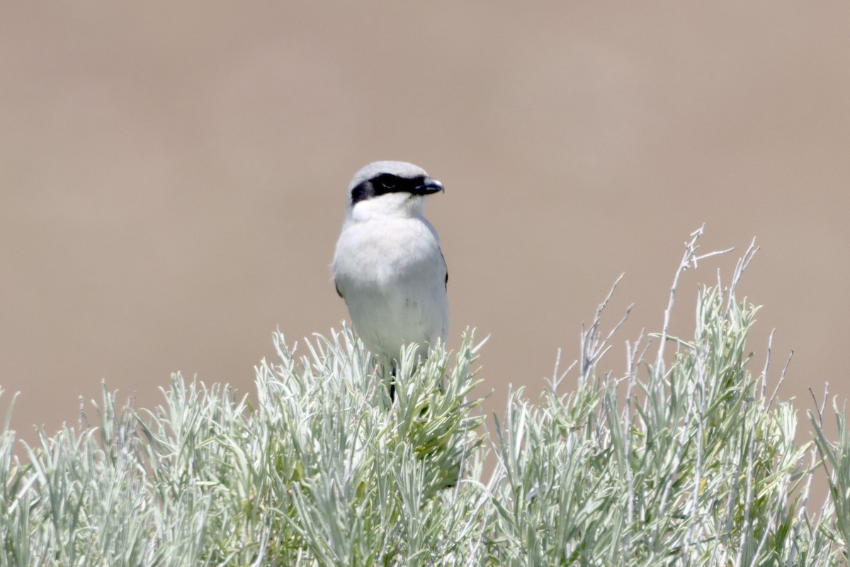 Loggerhead Shrike - Tom Thaller