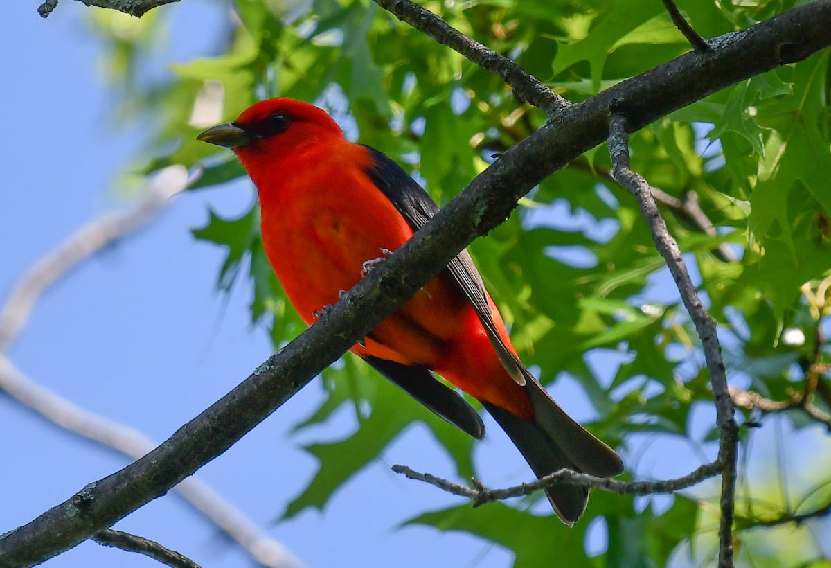 Scarlet Tanager - Elaine Thomas