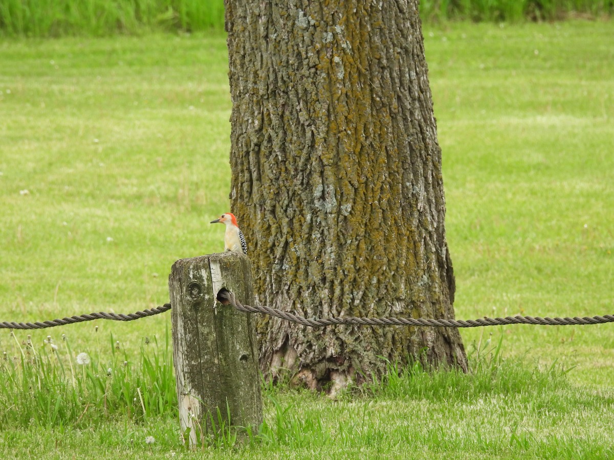 Red-bellied Woodpecker - Clayton Will