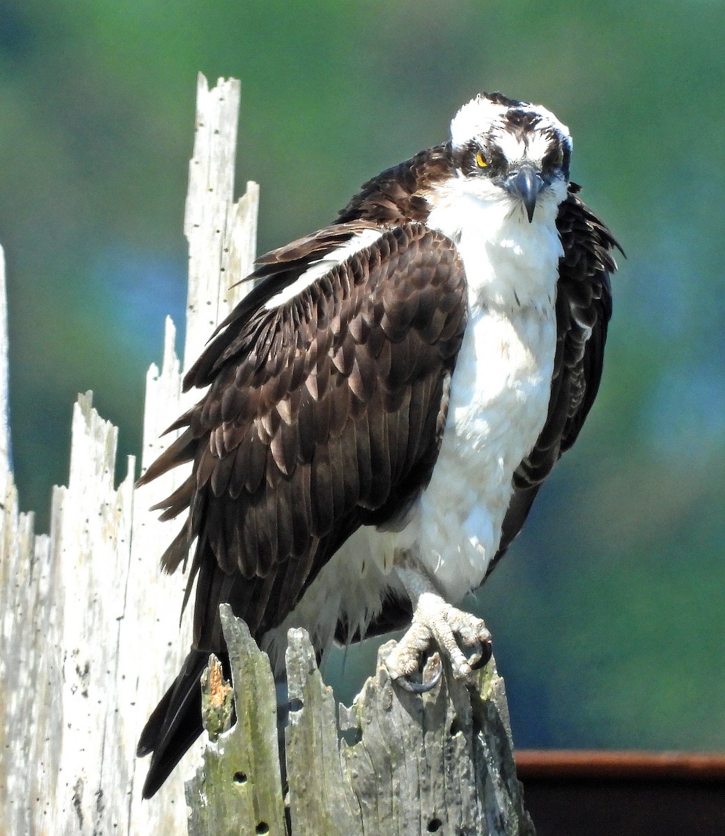 Osprey - Jock McCracken