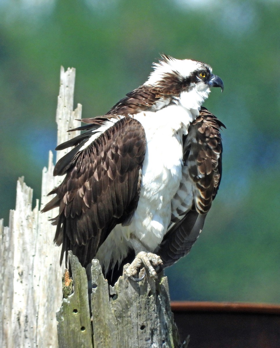 Osprey - Jock McCracken