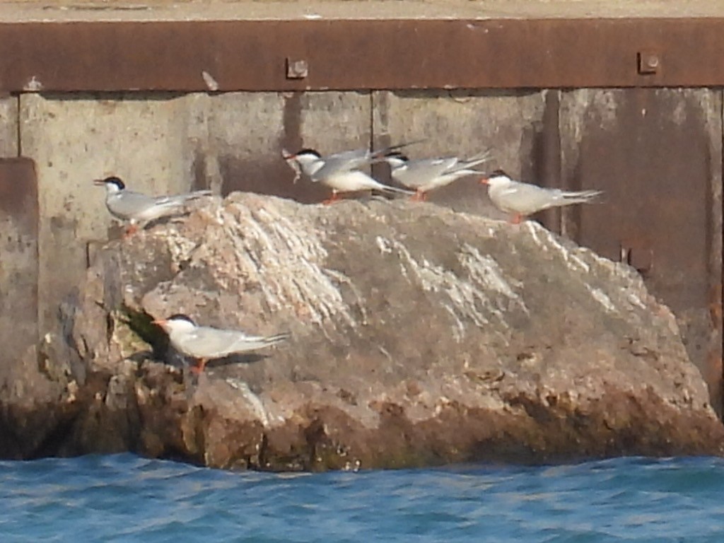 Common Tern - ML619111570