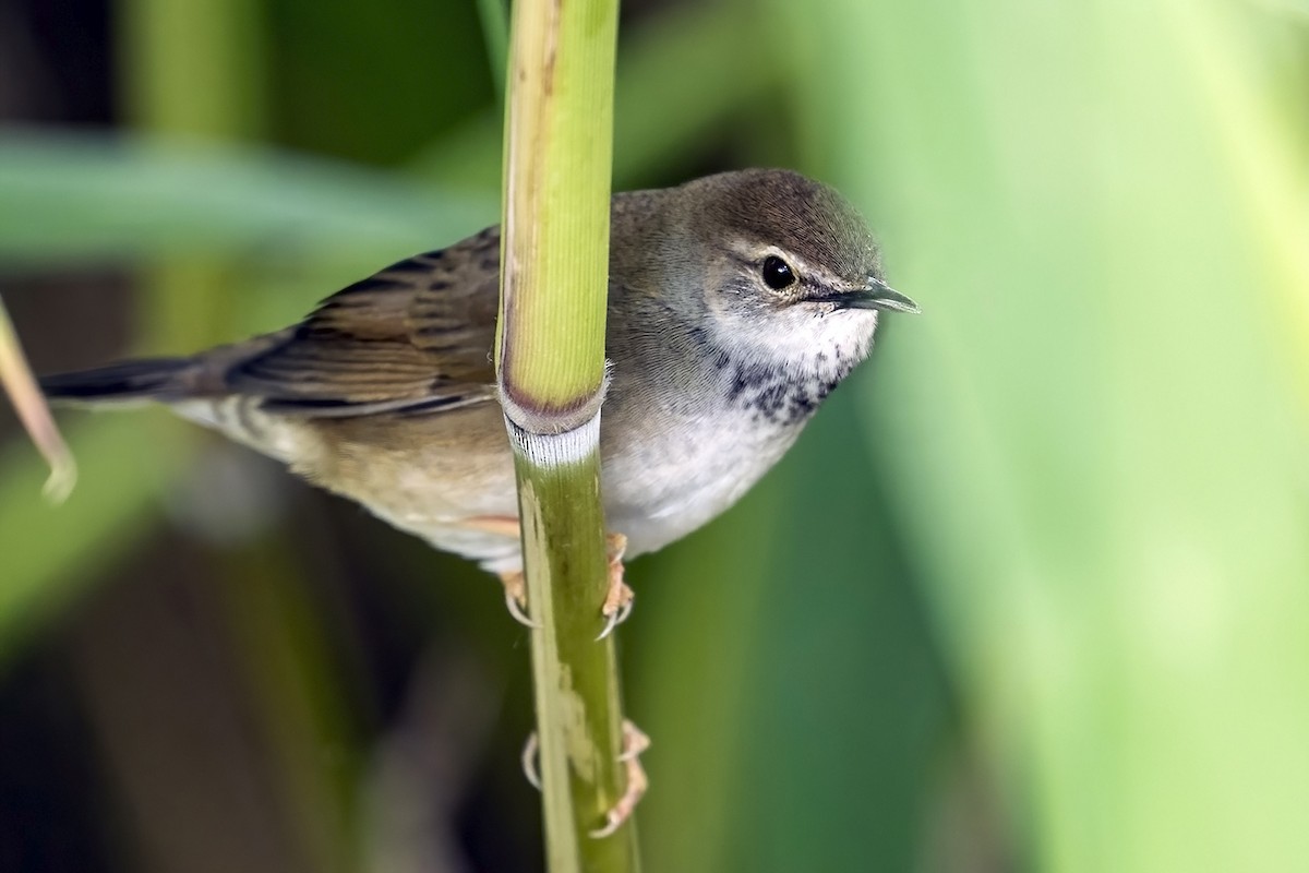 Baikal Bush Warbler - Su Li