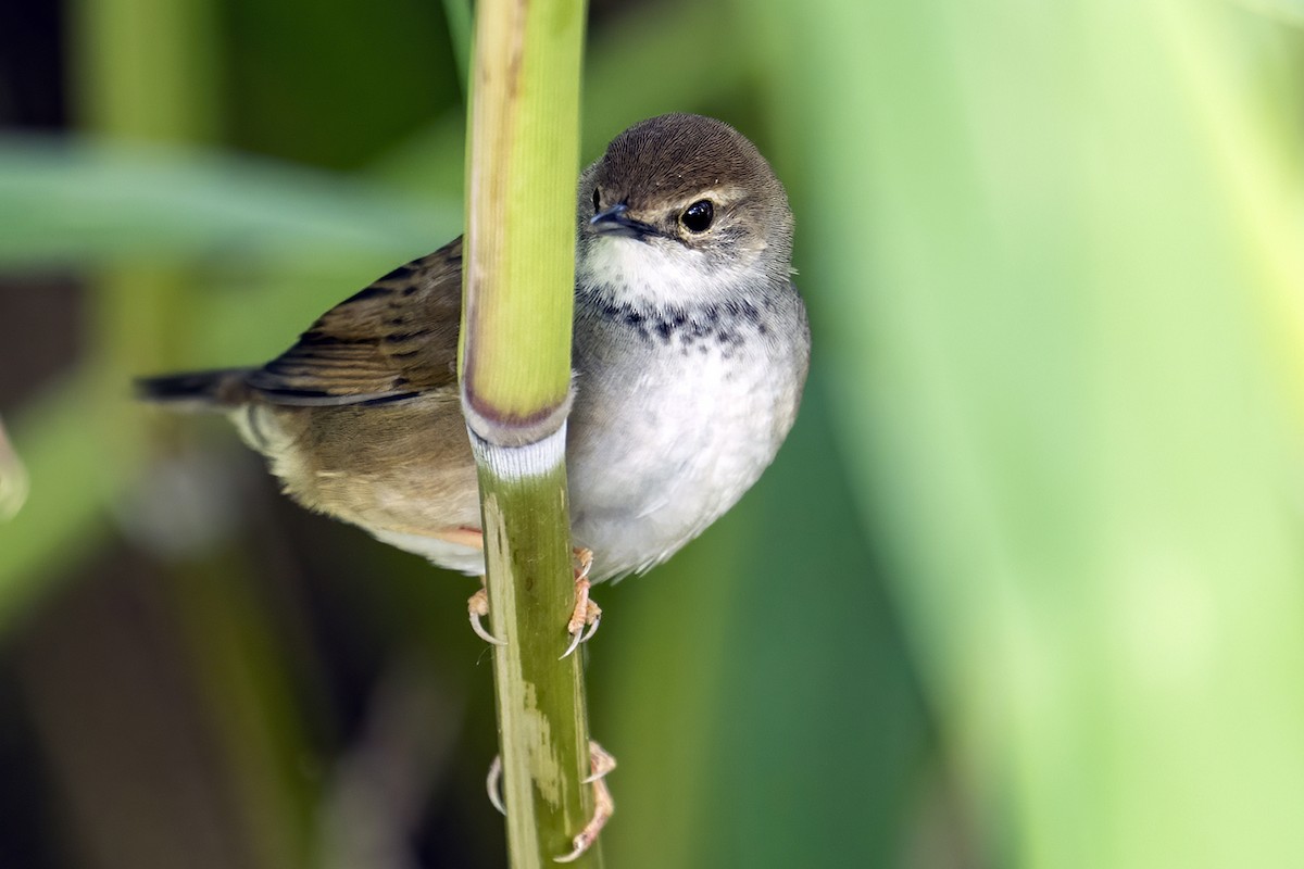 Baikal Bush Warbler - ML619111575