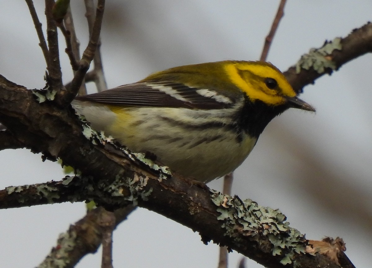 Black-throated Green Warbler - Frédéric Bédard