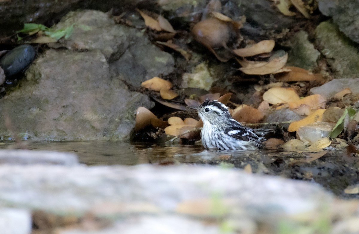 Black-and-white Warbler - Daniel Griffith