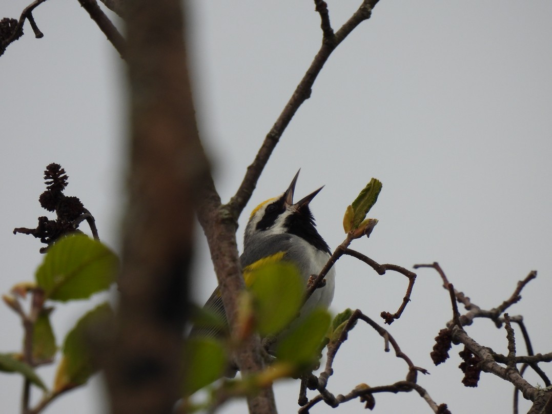 Golden-winged Warbler - Frédéric Bédard