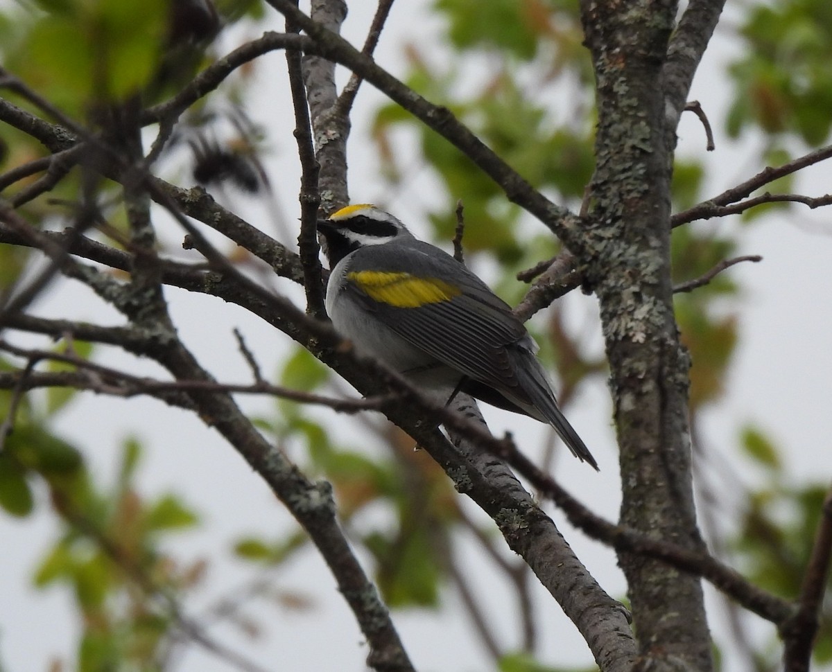 Golden-winged Warbler - Frédéric Bédard