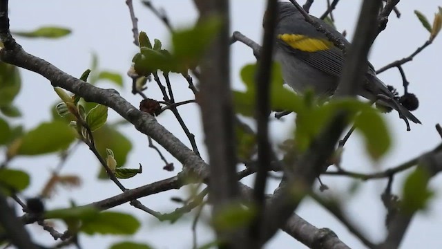 Goldflügel-Waldsänger - ML619111620