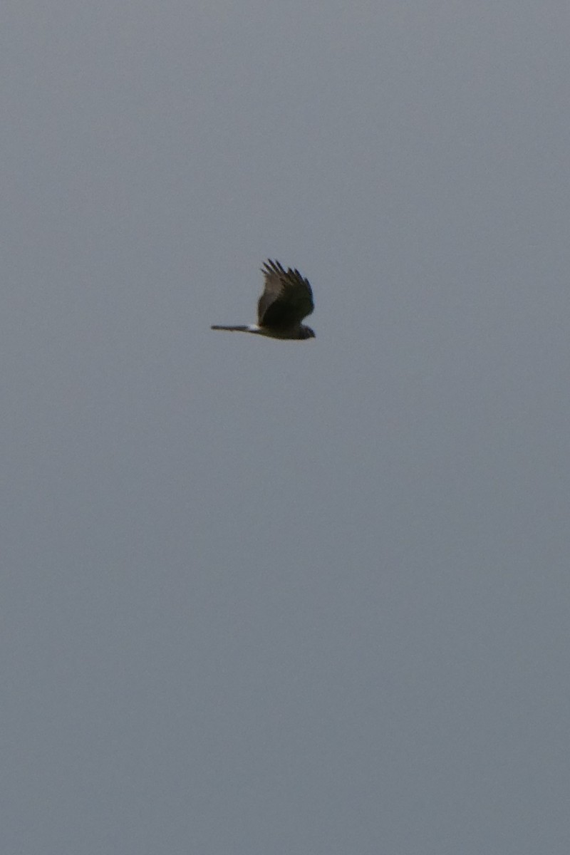 Northern Harrier - K K