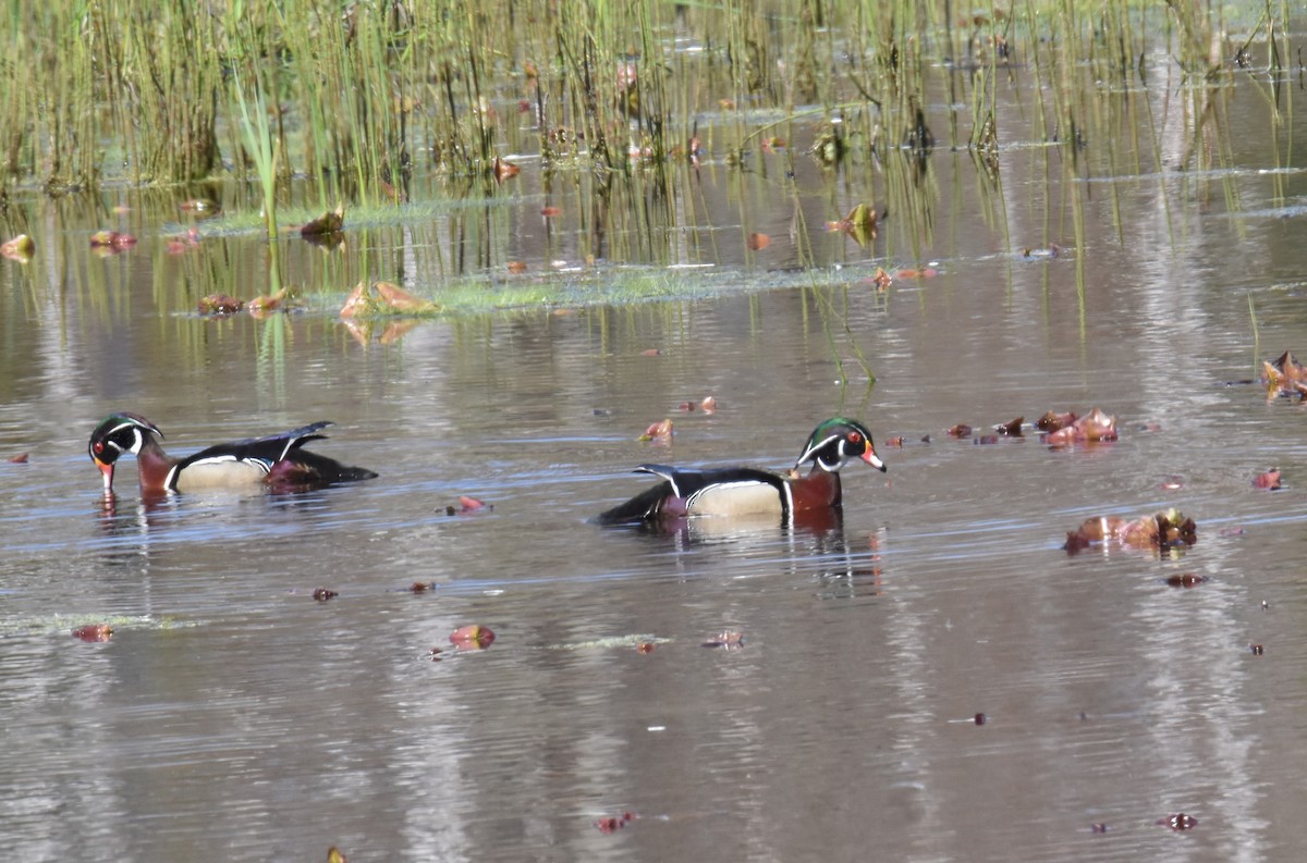 Wood Duck - Shannon Radtke