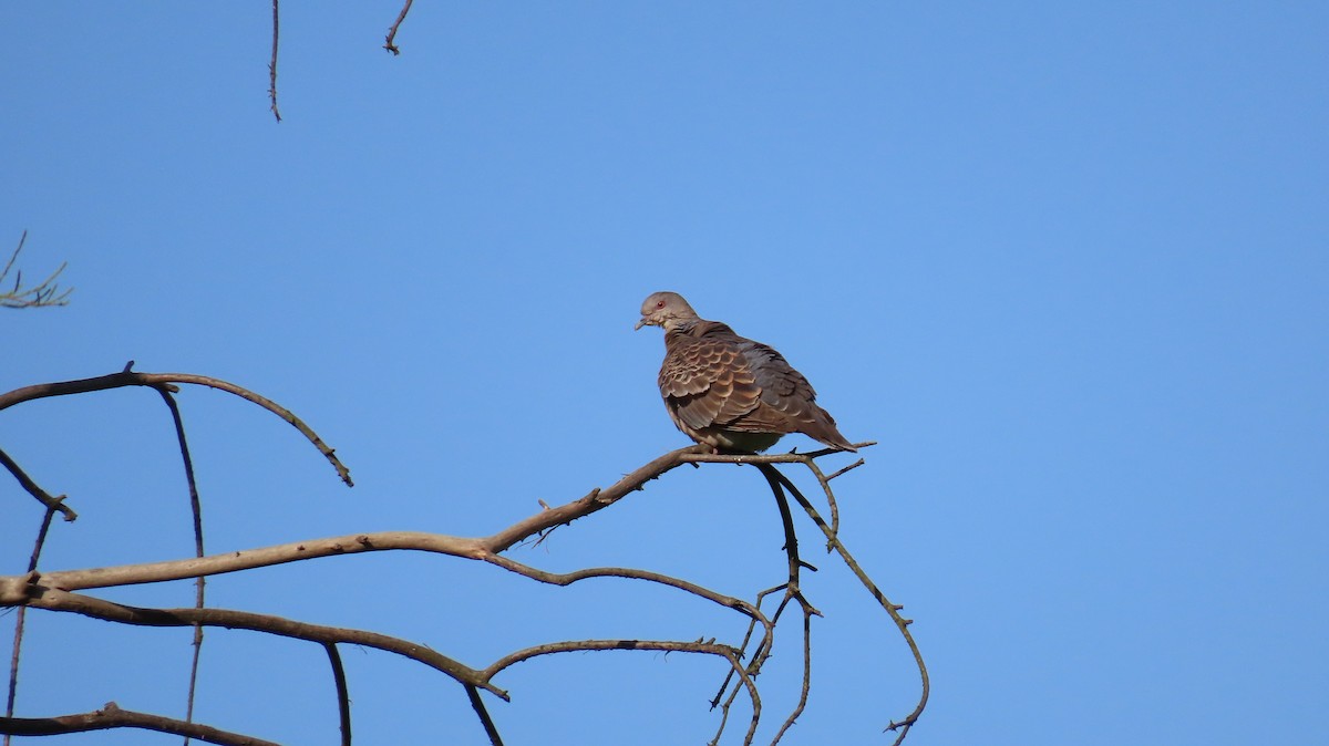 Oriental Turtle-Dove - Mu-Ming Lin