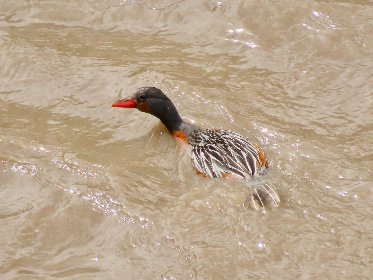 Torrent Duck - Greg Vassilopoulos